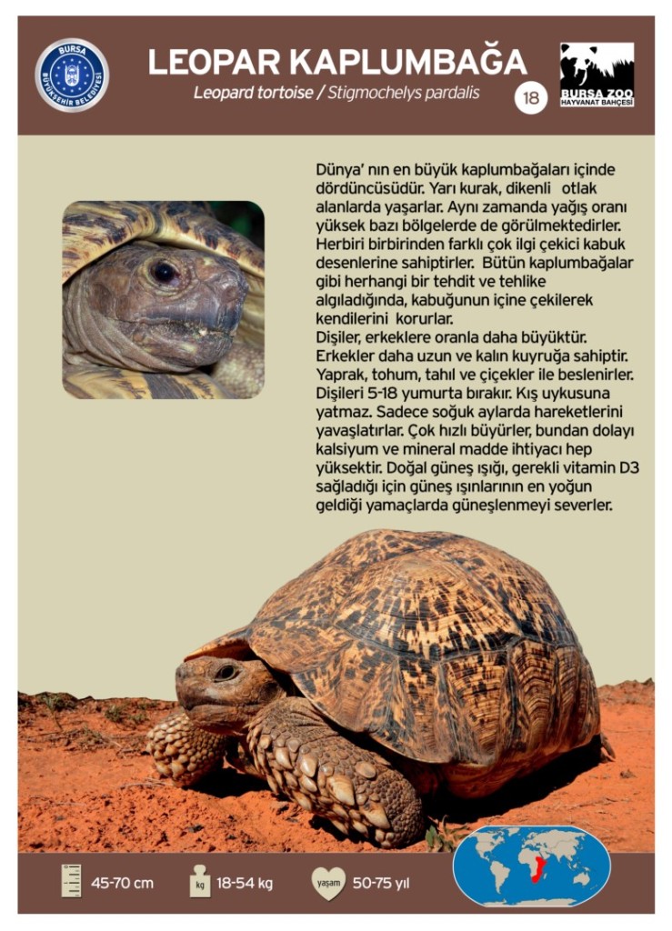 leopar kaplumbağa [Masaüstü Çözünürlüğü]