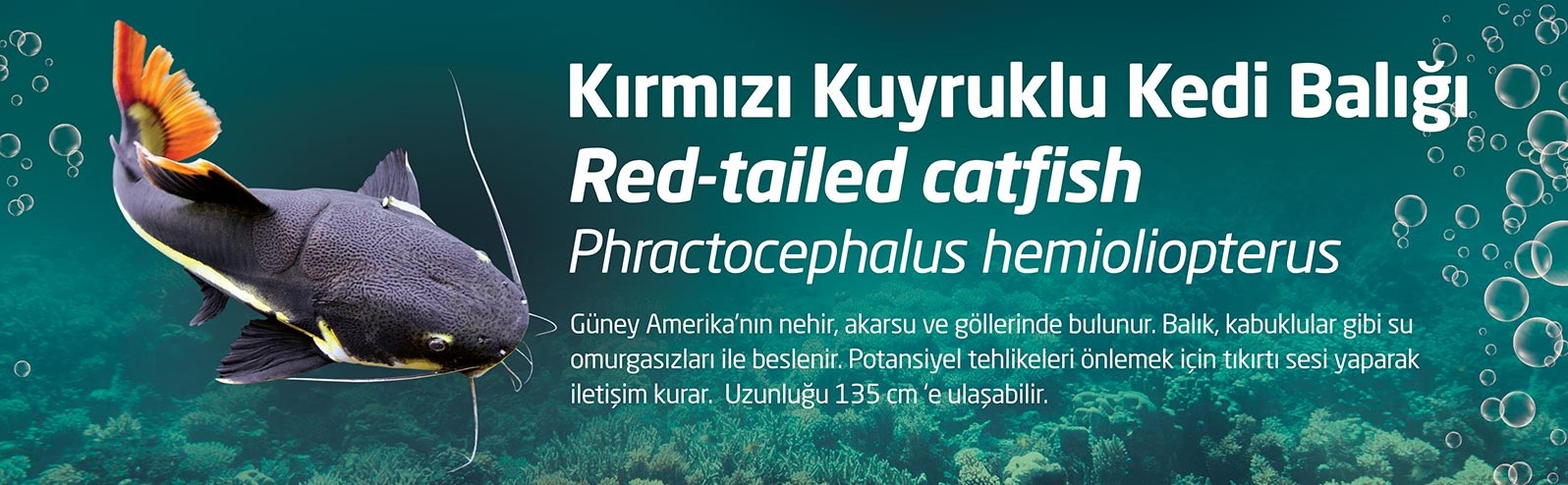 kirmizi kuyruklu kedi baligi red tailed catfish bursa zoo bursa hayvanat bahcesi